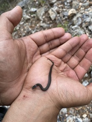 Storeria hidalgoensis