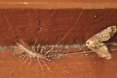 Scutigera coleoptrata