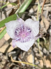 Calochortus elegans