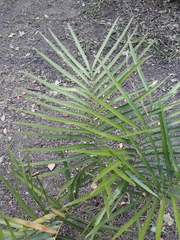 Zamia loddigesii