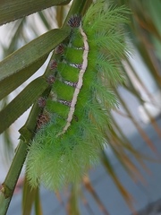 Automeris bilinea