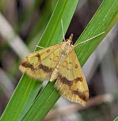 Choristostigma plumbosignalis