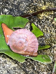 Polydontinae
