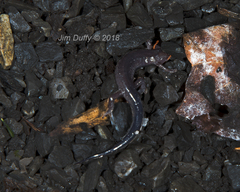 Plethodon jordani