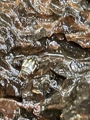 Clarkhydrus spectabilis