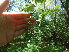 Campanula bononiensis