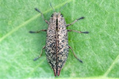 Poecilonota cyanipes