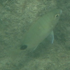 Diplodus holbrookii