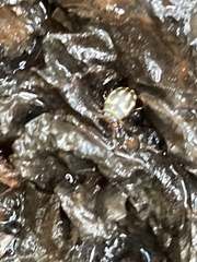 Clarkhydrus spectabilis