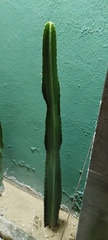 Trichocereus macrogonus