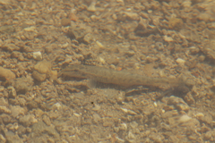 Barbatula barbatula