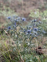 Eryngium amethystinum
