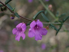 Prostanthera scutellarioides