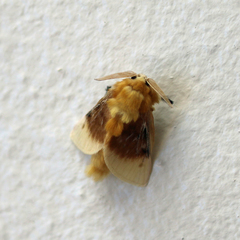 Megalopyge bissesa