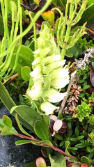 Spiranthes romanzoffiana