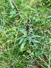 Omalotheca norvegica