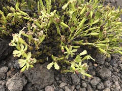 Silene struthioloides