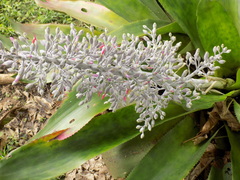 Aechmea mexicana