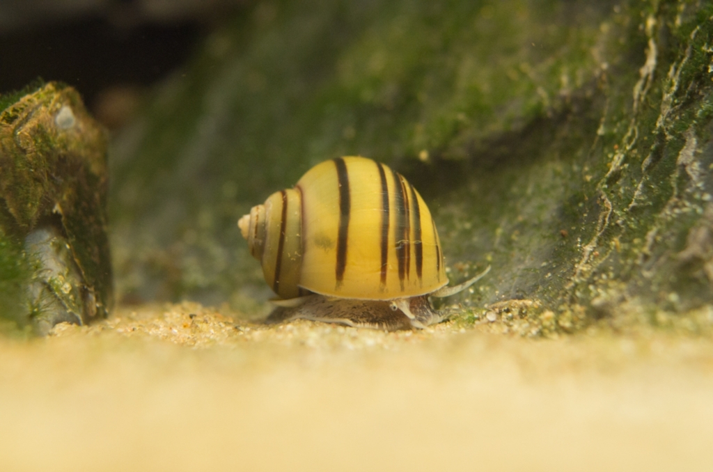 zebra apple snail