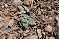 Cymopterus cinerarius