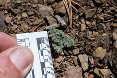 Cymopterus cinerarius