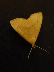 Macrochilo litophora