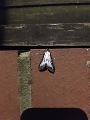 Cydalima perspectalis