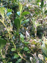 Cydalima perspectalis