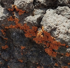 Xanthomendoza trachyphylla