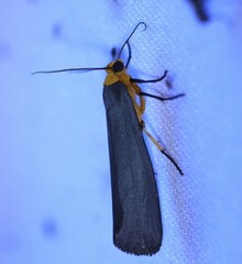 Inopsis modulata