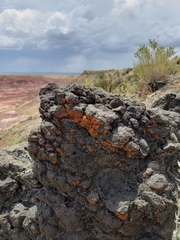 Xanthomendoza trachyphylla