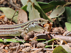 Aspidoscelis sonorae