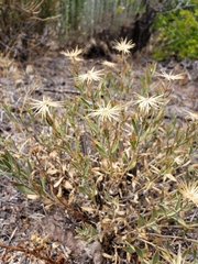 Xanthisma grindelioides