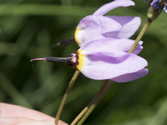 Primula tetrandra