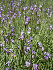 Primula tetrandra