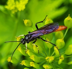 Protichneumon grandis