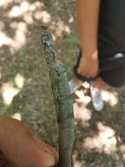 Phyllodesma suberifolia