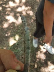 Phyllodesma suberifolia