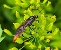 Protichneumon grandis
