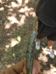 Phyllodesma suberifolia