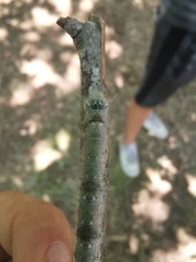 Phyllodesma suberifolia