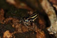 Ranitomeya variabilis