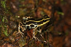 Ranitomeya variabilis
