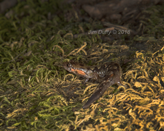 Desmognathus imitator