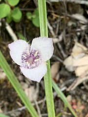 Calochortus elegans