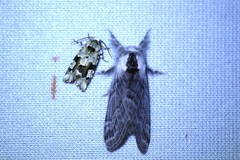 Emarginea percara