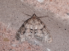 Thera contractata
