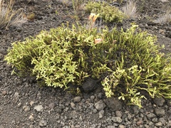 Silene struthioloides