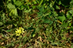 Medicago glomerata