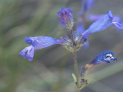 Penstemon gracilentus